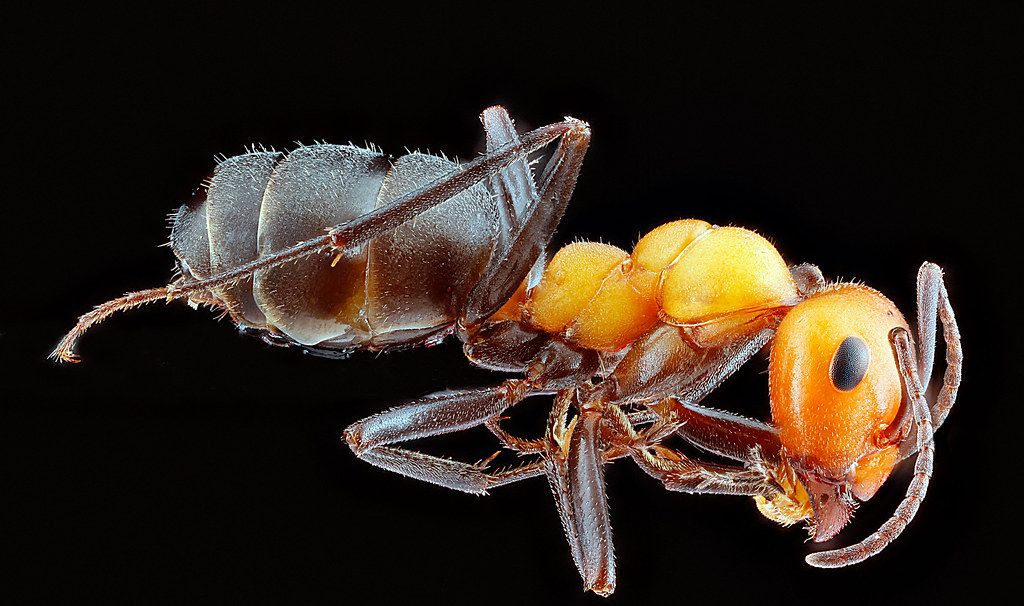 Ant Control service in Citrus Heights, CA