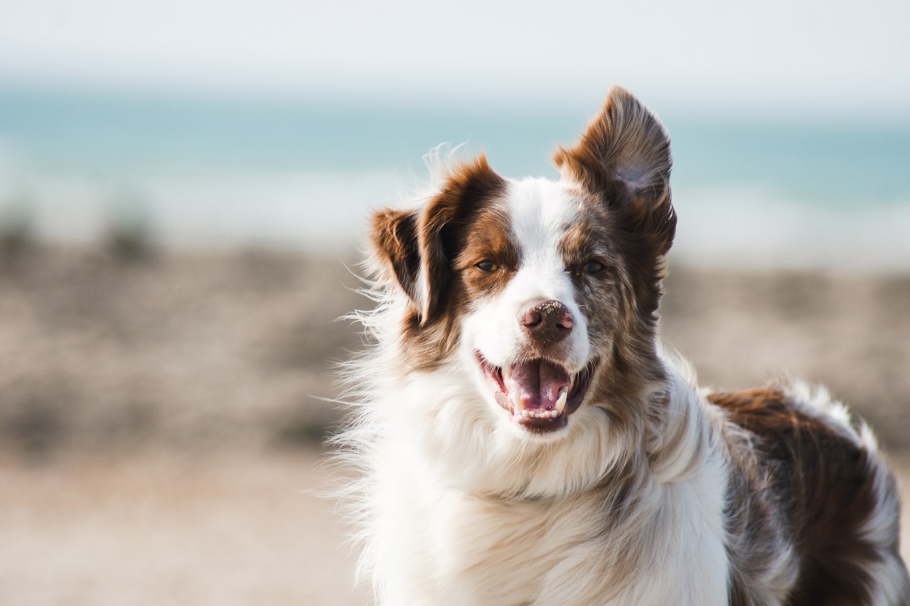 Flea & Tick Control service in Citrus Heights, CA