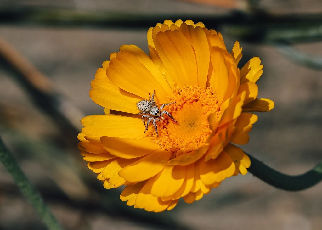 Spider Control service in Citrus Heights, CA